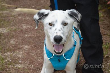 Spot taglia media 1 anno circa