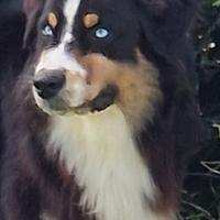 Pastore australiano per accoppiamento