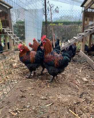 Galli marans