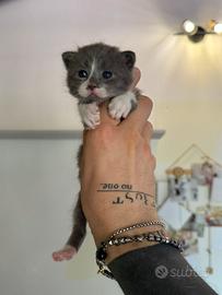British cuccioli