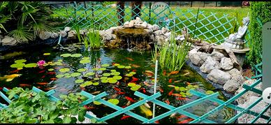Laghetto da giardino 
