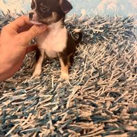 Chihuahua maschietto pelo corto