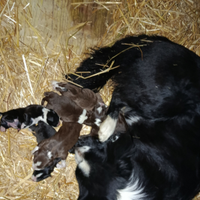 Cuccioli border collie