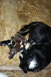 Cuccioli border collie
