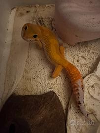 Gechi leopardini
