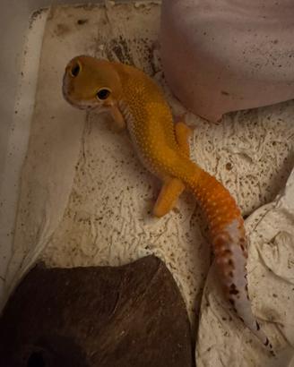 Gechi leopardini