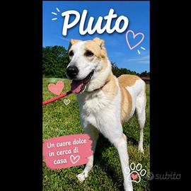 Pluto tenero meticcio