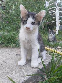 Meravigliosi gattini