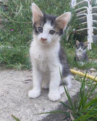Meravigliosi gattini