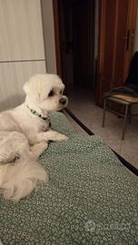 Romeo il maltese senza fidanzatina