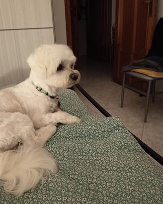 Romeo il maltese senza fidanzatina