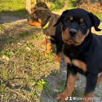 Cuccioli di rottweiler