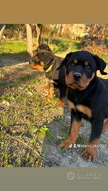 Cuccioli di rottweiler