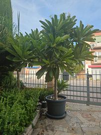 PLUMERIA (FRANGIPANI) ADULTA – 18 ANNI 