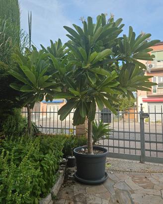 PLUMERIA (FRANGIPANI) ADULTA – 18 ANNI 