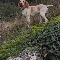Bracco italiano x Monta accoppiamento riproduzione