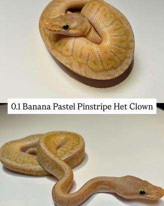 Animali