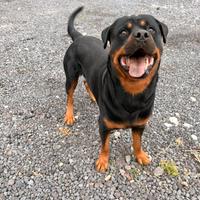 Monta rottweiler