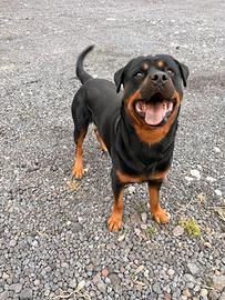 Monta rottweiler