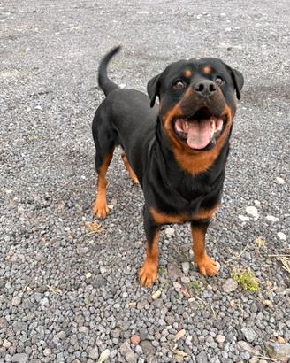 Monta rottweiler
