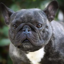 Bouledogue francese