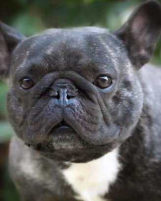 Bouledogue francese