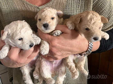 Cuccioli di barboncino