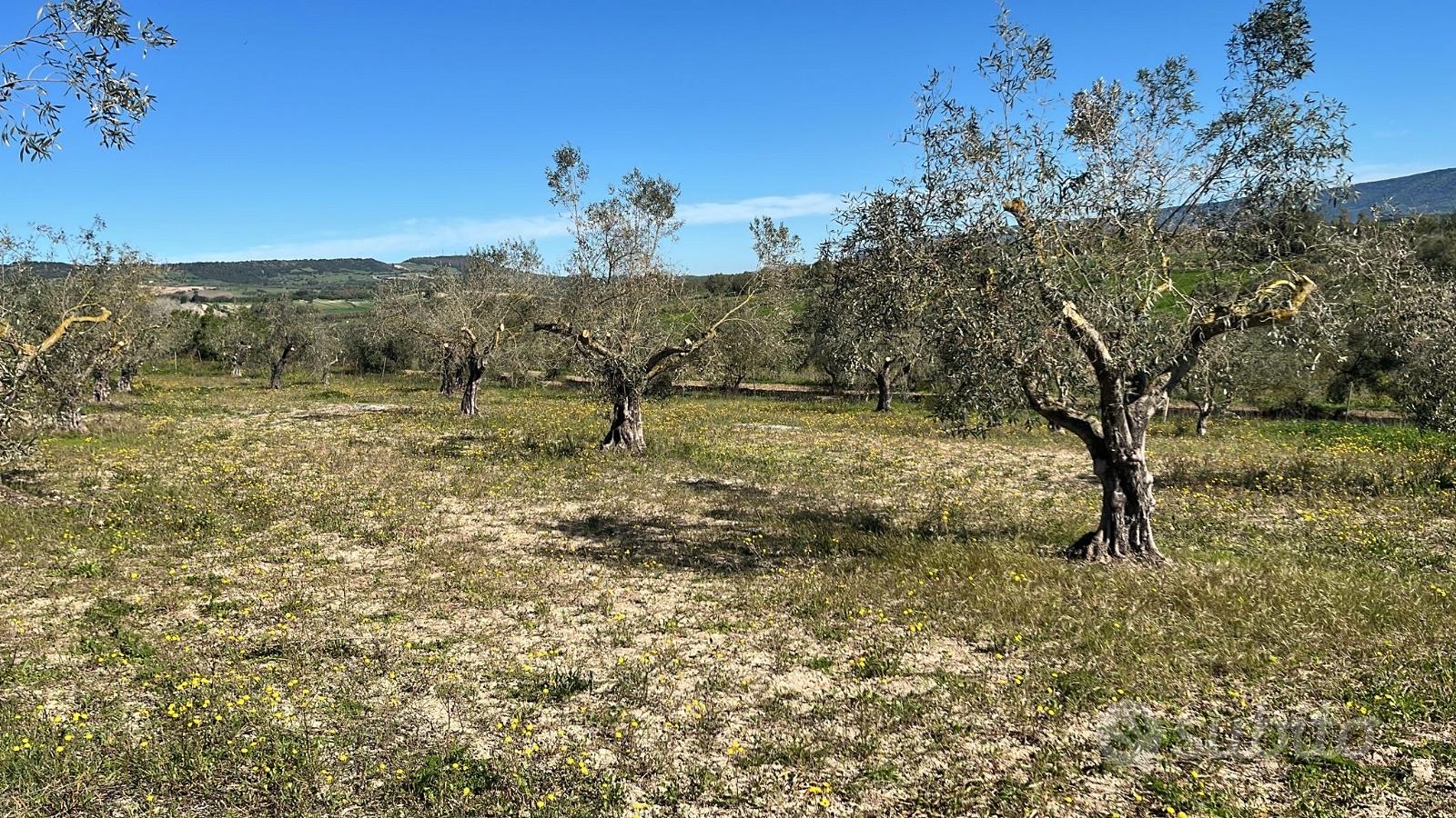 Terreno agricolo con Uliveto, Pauli Arbarei - Vista 2