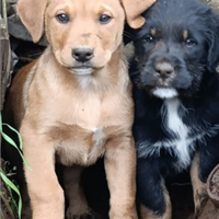 Rottweiler incrocio pastore bergamasco