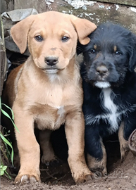 Rottweiler incrocio pastore bergamasco