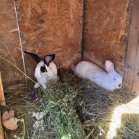 Coniglietti di 2 mesi