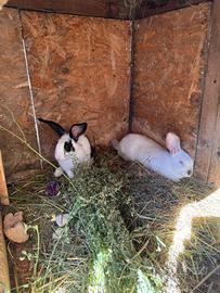 Coniglietti di 2 mesi