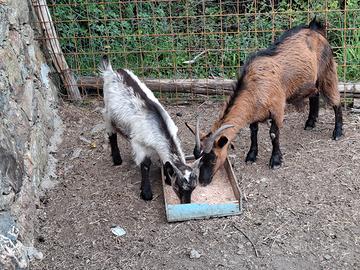 Capretti taglia media