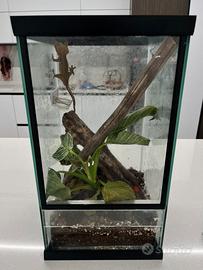 Geco Crestato (ciliatus) + Teca completa