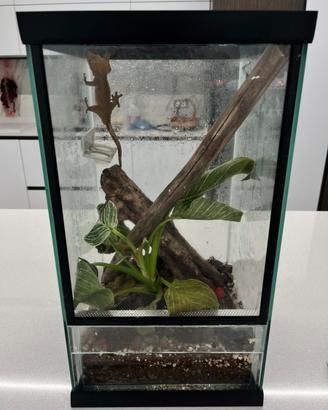 Geco Crestato (ciliatus) + Teca completa