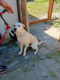 Cucciola