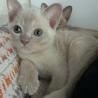 Cucciolo Burmese Europeo color Lilla