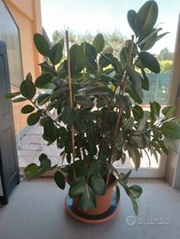 pianta da interno ficus elastica 