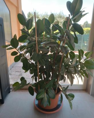 pianta da interno ficus elastica 