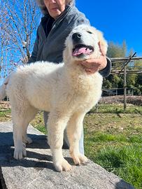 Cucciolo montagna dei Pirenei