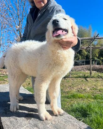Cucciolo montagna dei Pirenei