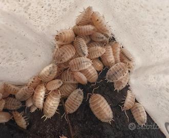 Porcellino leavis White panda