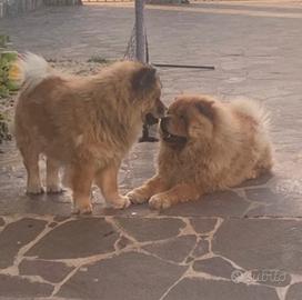 Cucciolo di Chow Chow