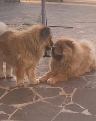 Cucciolo di Chow Chow