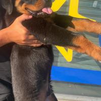 Cucciolo rottweiler