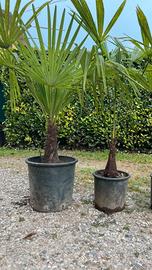 piante ornamentali  da giardino ( palme )