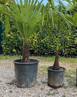 piante ornamentali  da giardino ( palme )