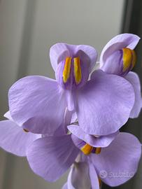 Utricularia reniformis Pianta Carnivora