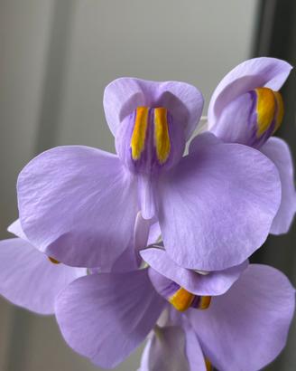 Utricularia reniformis Pianta Carnivora