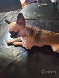Vvr chihuahua mini Toy